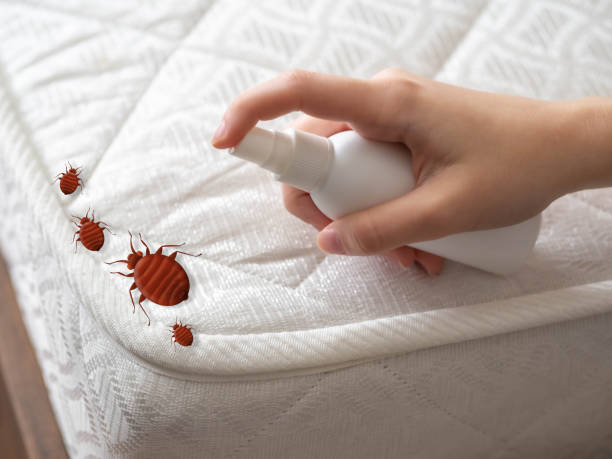 Best Termite Control Services  in Lake Delta, NY