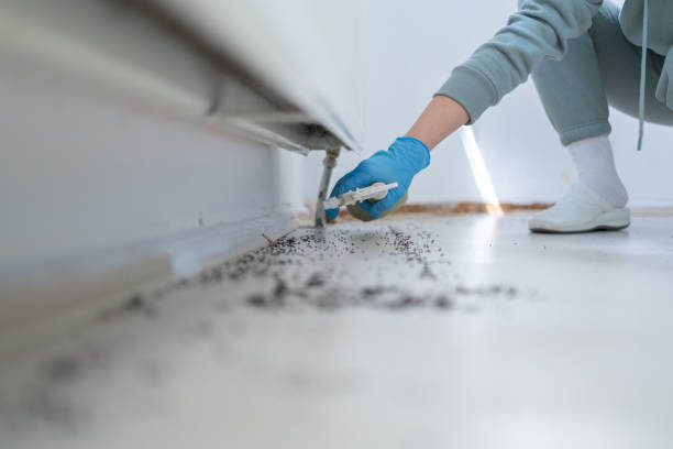 Flea Control Services in Lake Delta, NY